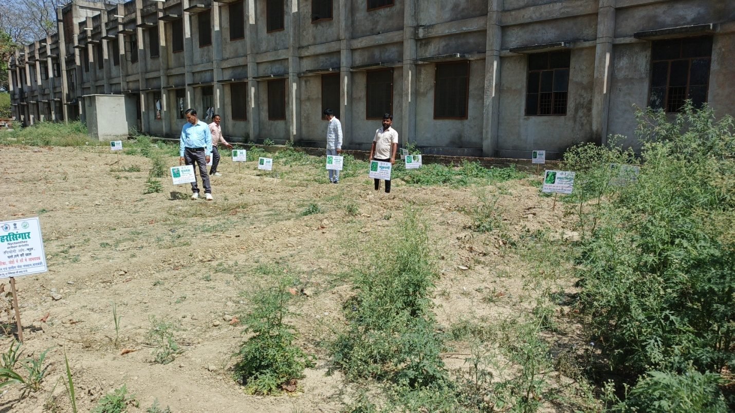School Herbal Garden activity photo