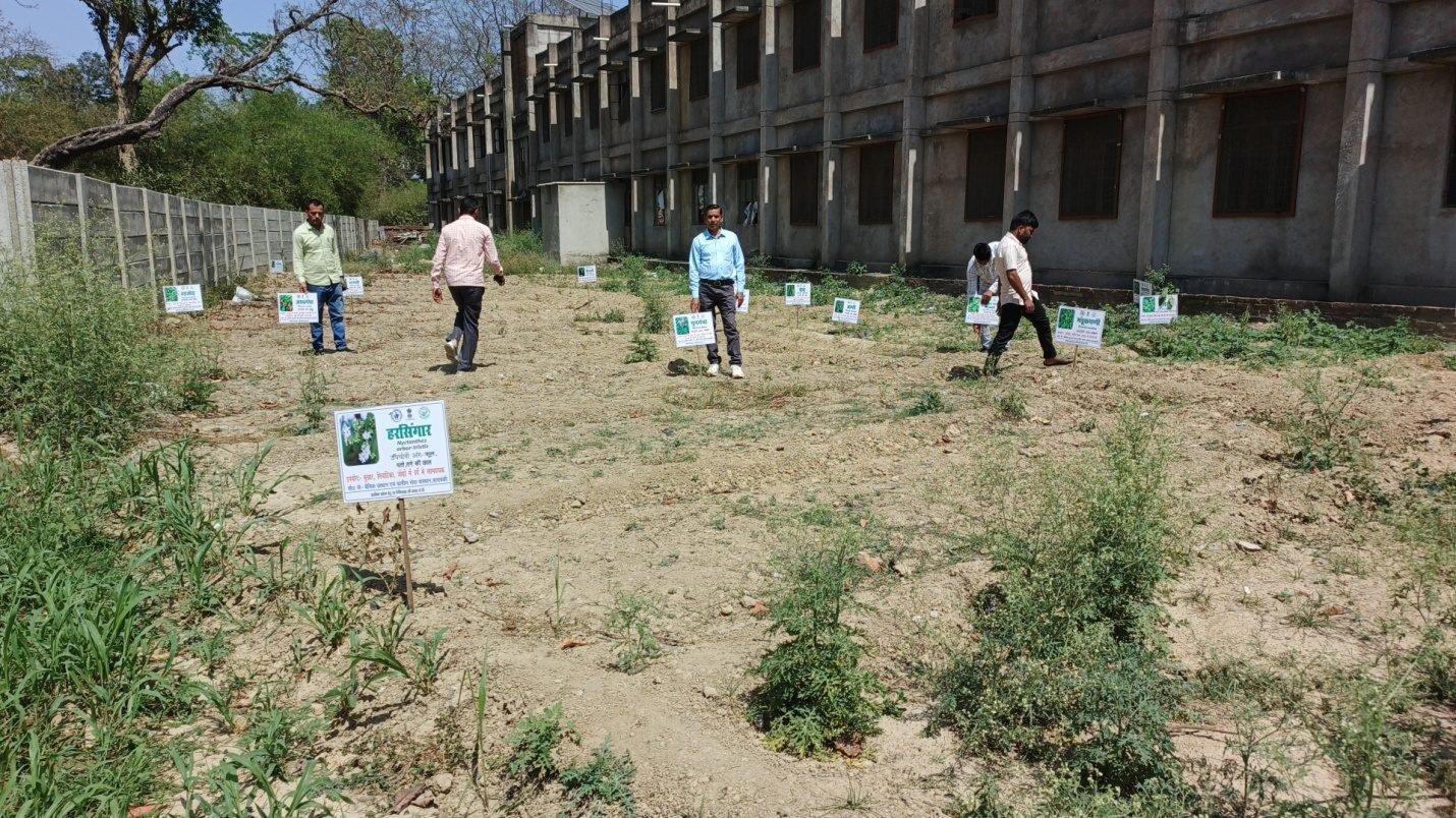 Newly planted medicinal plant saplings with identification tags