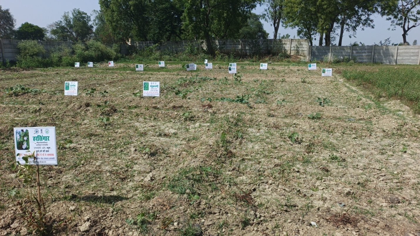 School Herbal Garden activity photo