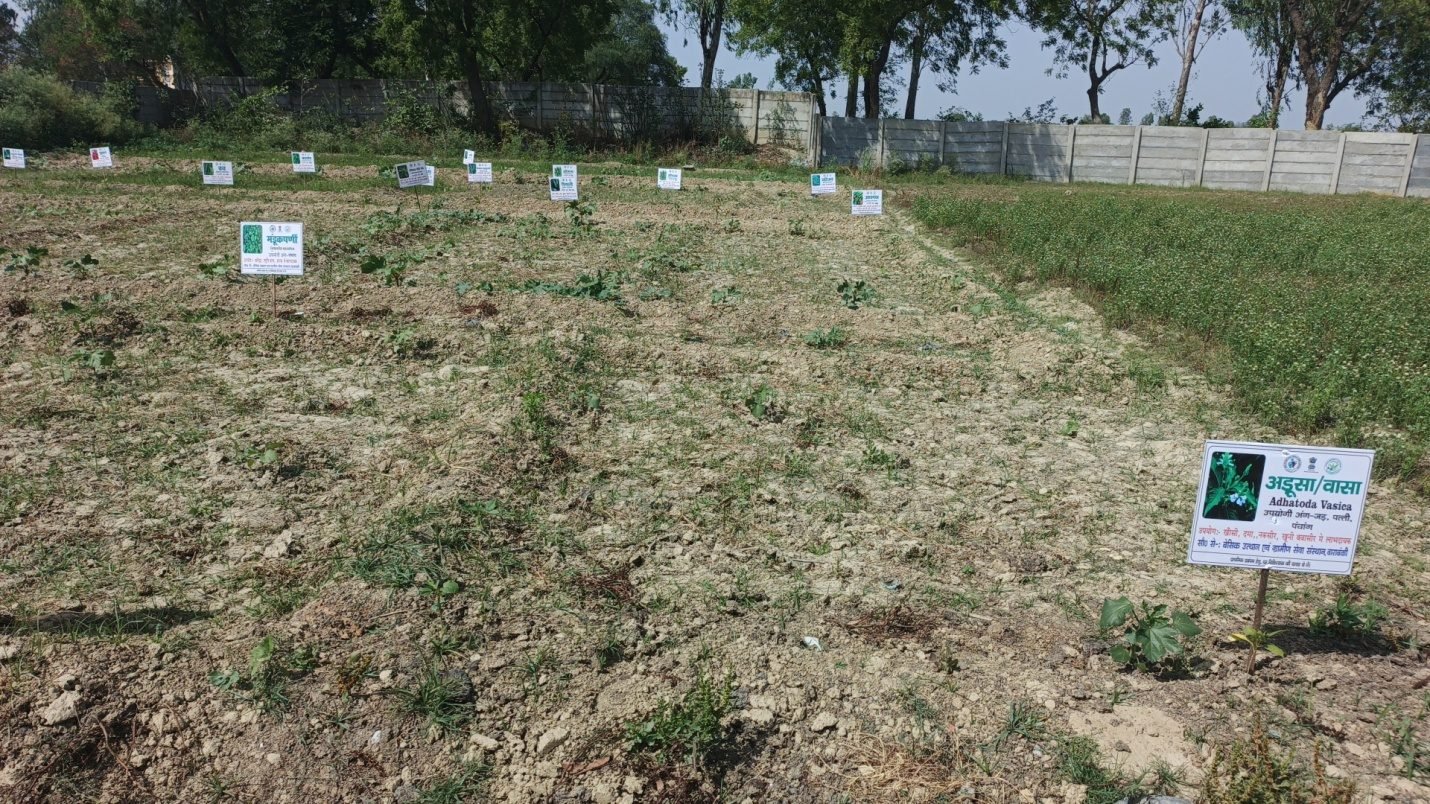 School Herbal Garden activity photo